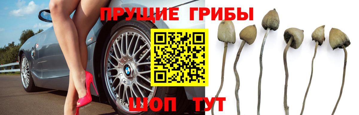 Псилоцибиновые грибы Magic Shrooms  Вход с VPN  Псилоцибиновые грибы GOLDEN TEACHER  Вольск 